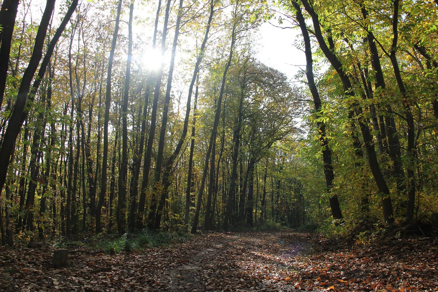 Forêt de Montmorency