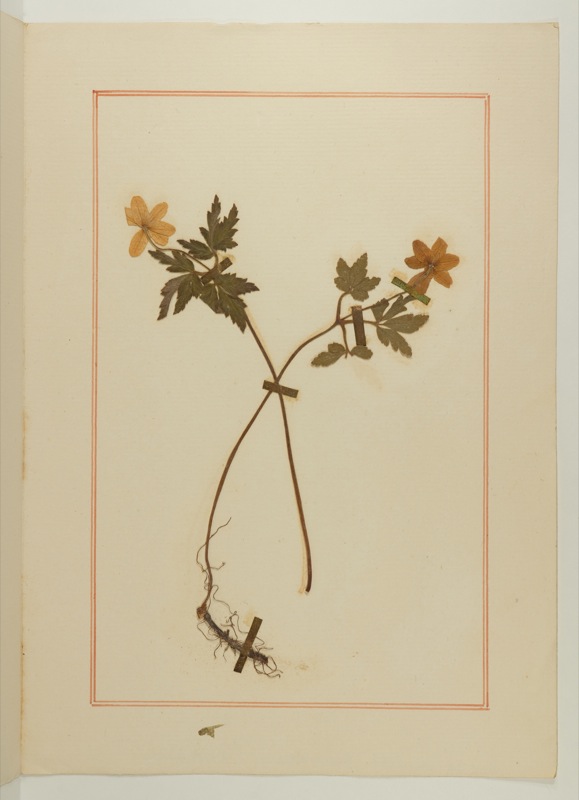 herbier