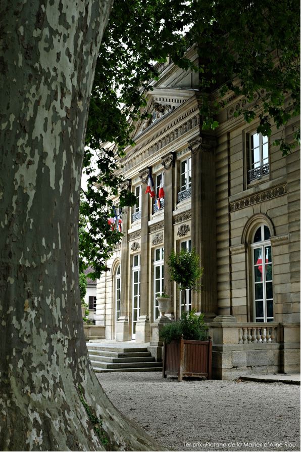 Platane de la Mairie 1er prix