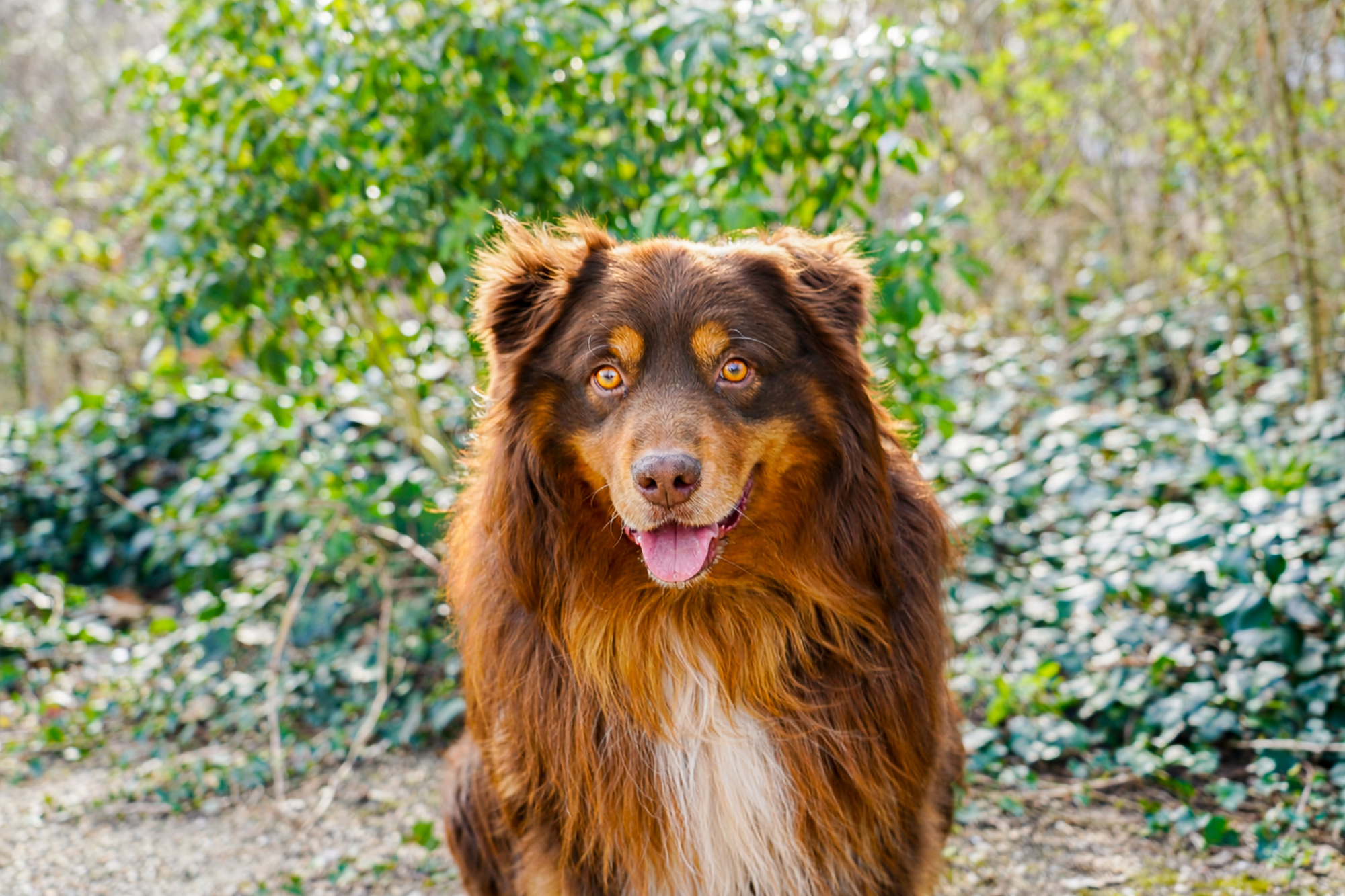 Haru - mascotte 2026