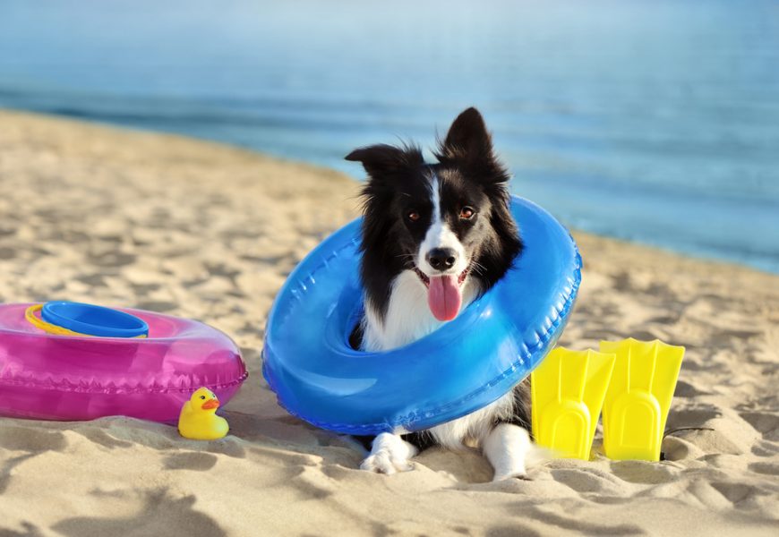 chien en vacances