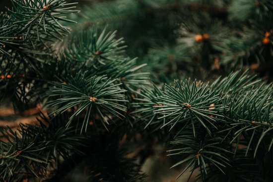 Sapin de Noël