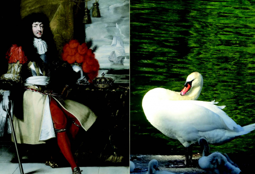 Peinture de Louis XIV et photo d'un cygne