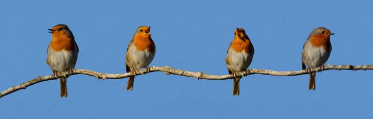 conf-rence-les-oiseaux-de-nos-jardins-ville-de-montmorency