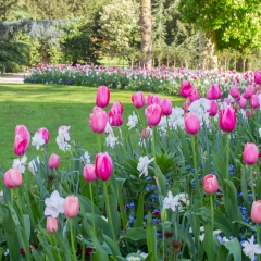 Le parc de l'Hôtel de Ville en fleurs