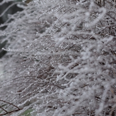 Montmorency et sa végétation en hiver