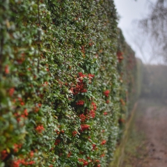 Promenade automnale 1