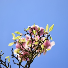 Cerisiers en fleurs 