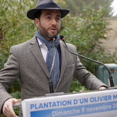 Plantation olivier