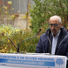 Plantation olivier
