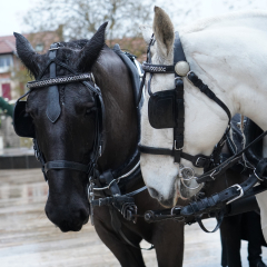 Tour du Père Noël en calèche