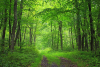 foret
