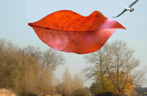 Illusion d'optique, une feuille qui ressemble à une bouche