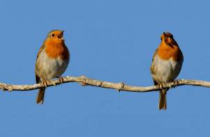 Oiseaux de nos jardins