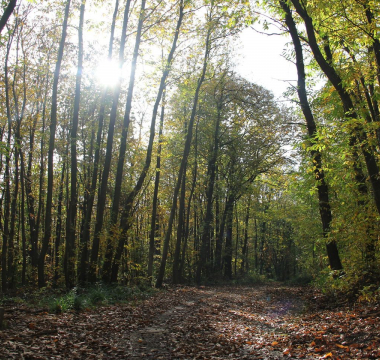 Forêt de Montmorency