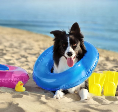 chien en vacances