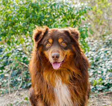 Haru - mascotte 2026